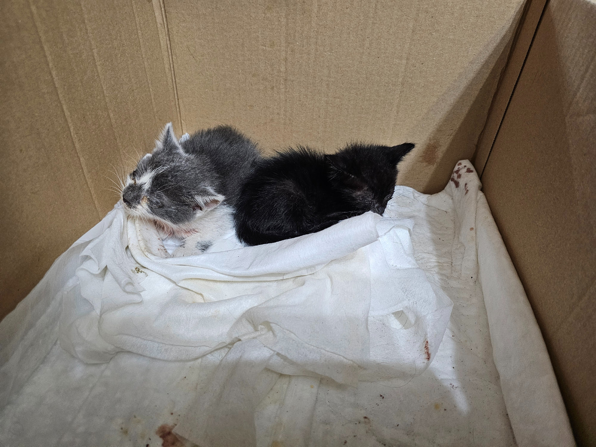 Фото автора. Вот эти 2 хвостика живы и боремся за их жизни.