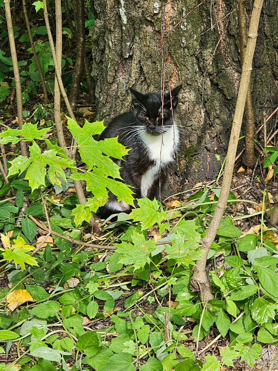 Фото автора. Мама кошка, в тяжёлом состоянии.