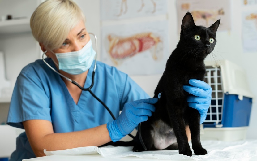  Своевременная стерилизация снижает риск развития рака до минимума. Фото: Freepik.com