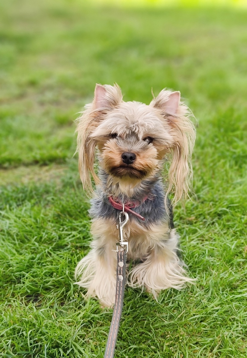 Йорочка Шуша. Вес 2,4 кг., возраст 2,5 года