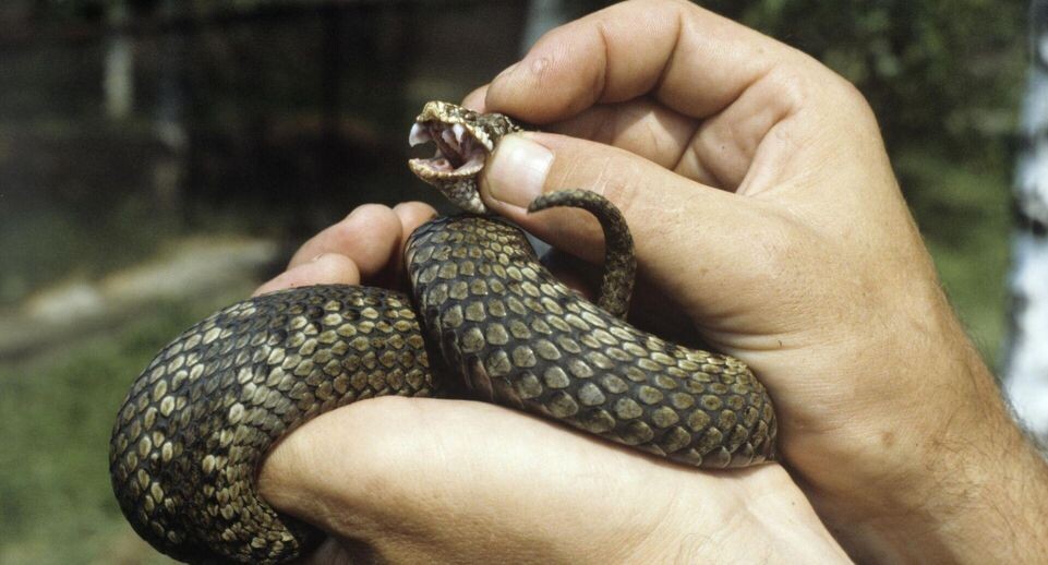    РИА «Новости»