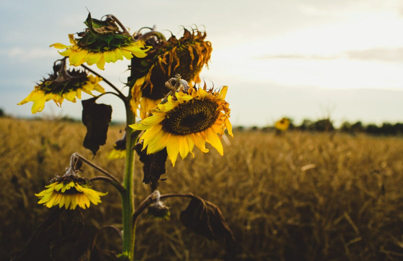    Фото: v.ivash/Freepik