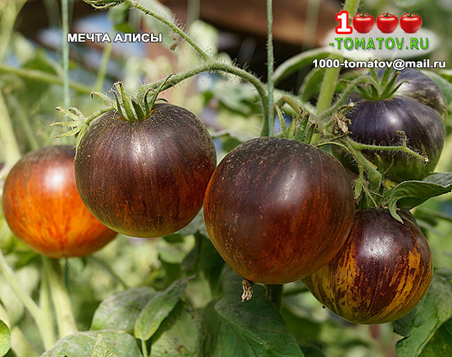 Томат Мечта Алисы  Alice's Dream  ФОТО 1