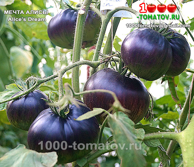 Томат Мечта Алисы  Alice's Dream  ФОТО 2