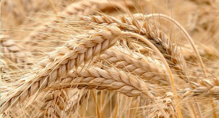    Фото: ФГБУ ЦОК АПК