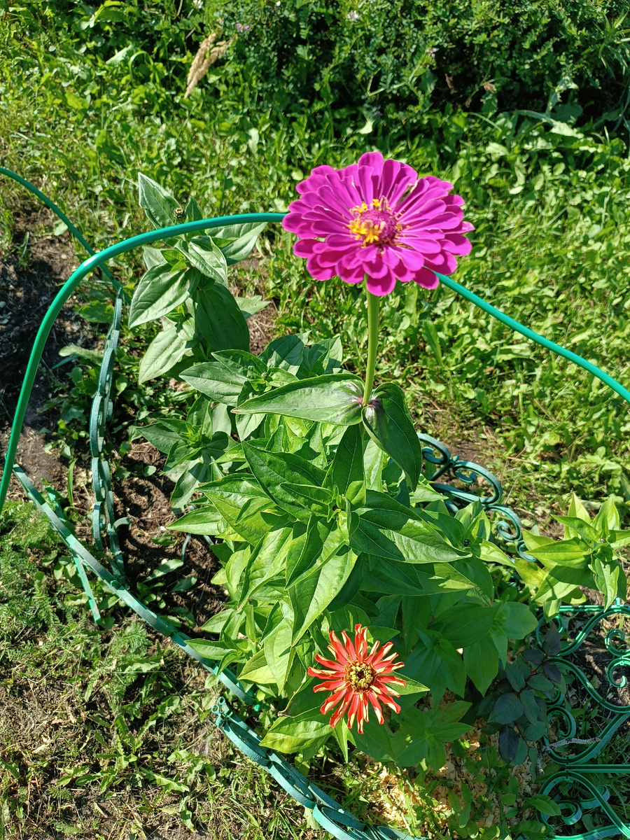 Циния, очень нравится мне. Но, посадила поздно в этом году, до конца боюсь не распустится. Бриться заморозков, сразу вянет.