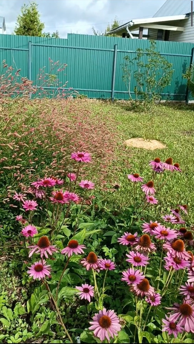 Эхиноцея и кровохлебка, ещё цветут и радуют глаз и душу.