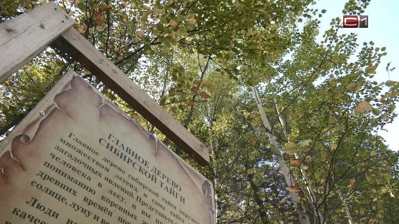 Шишкари оставили Тундринский бор в Сургутском районе без шишек