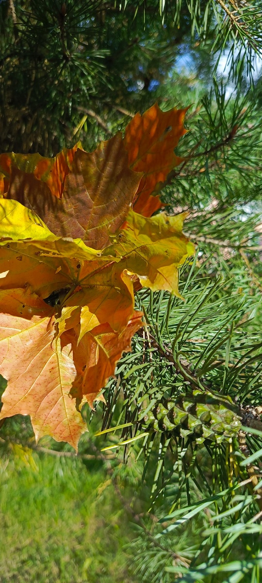Фото автора! По-моему оно прекрасно! ♥️