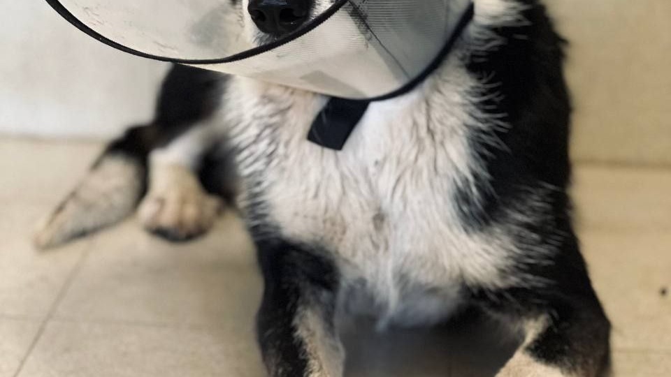 Скальпированной в Химках собаке требуется до трех месяцев лечения – фонд «Ника»