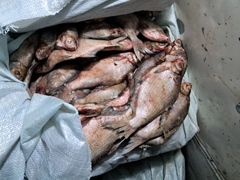    Фото: Управление Россельхознадзора по Кировской области, Удмуртской Республике и Пермскому краю Полина Анкушина