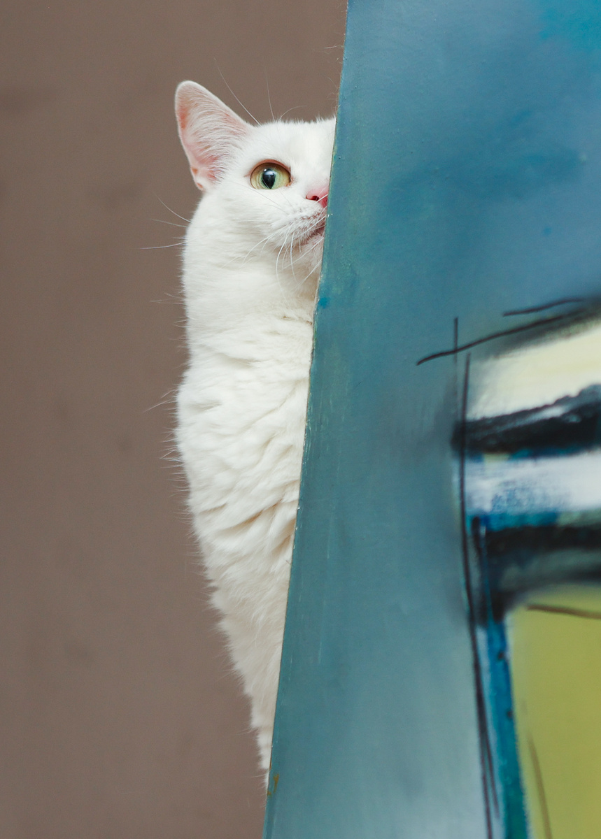 Бэлла. 89263303551 Наталья