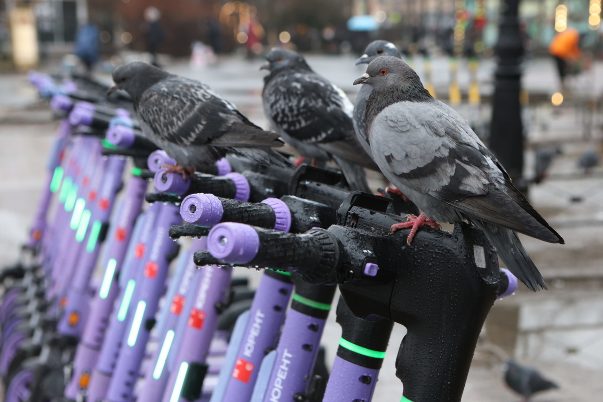 Фото: Олег Золото / «Вечерний Санкт-Петербург»
