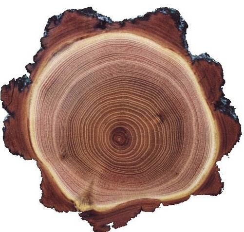 Белая акация