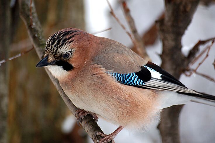 Фотография взята из свободных источников