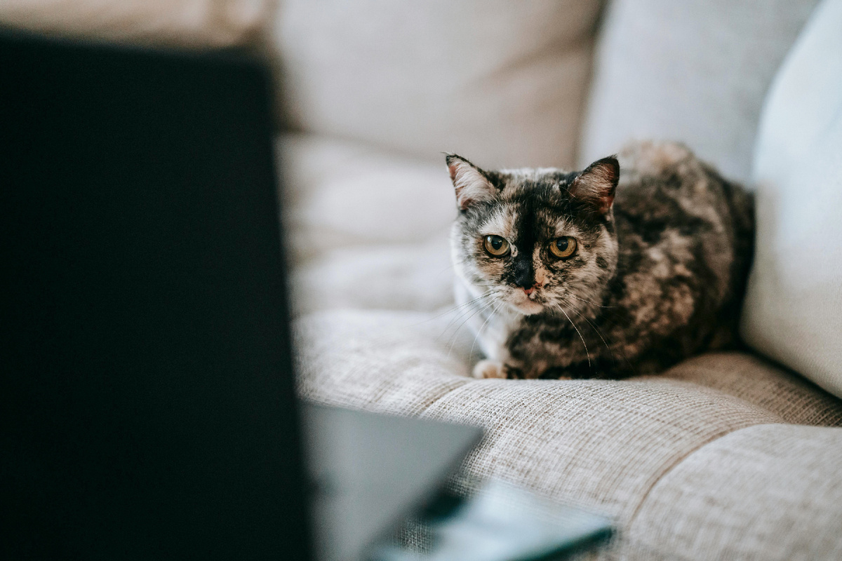 Фото: Sam Lion / Pexels