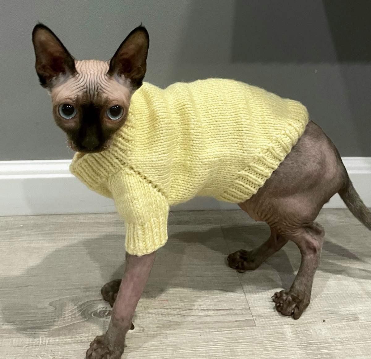 Будем знакомы 👑