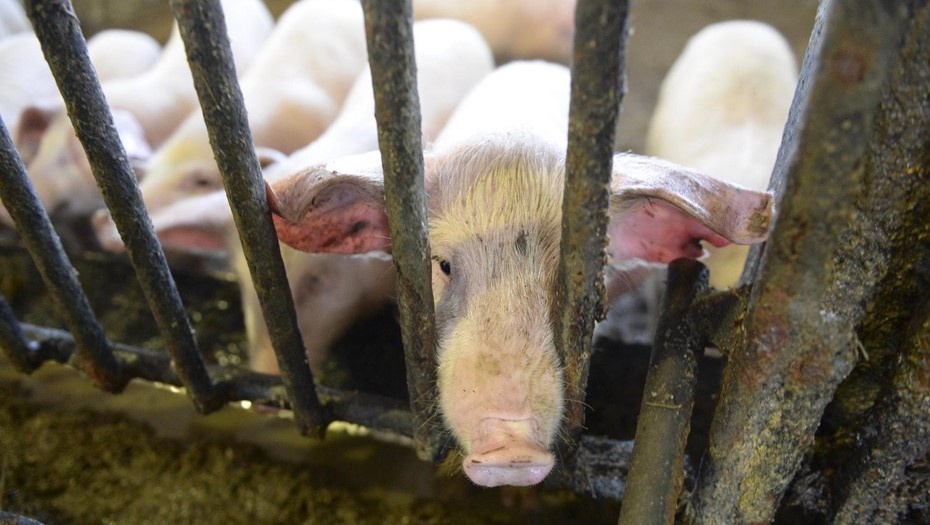    Автор фото: Вдовин Сергей