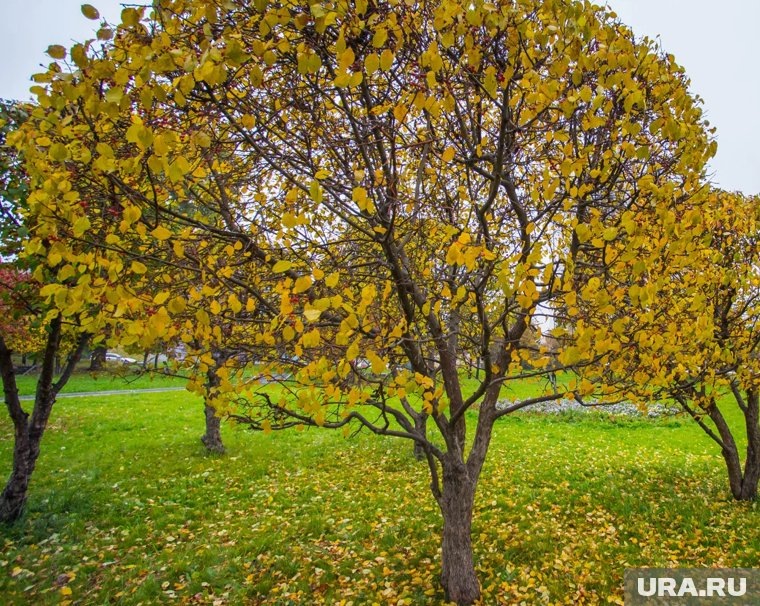    Яблони нужно обязательно укрыть от холода