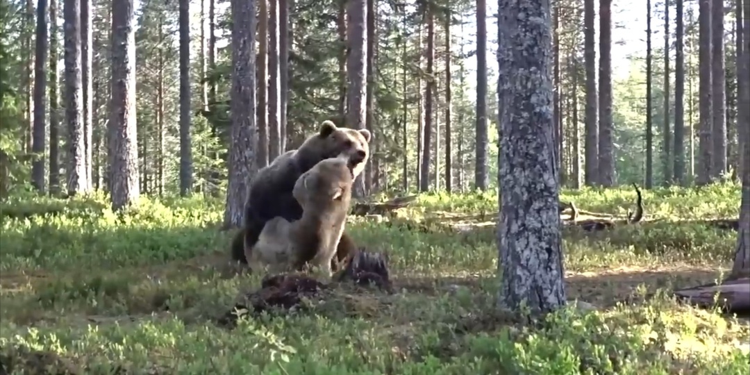 Встреча с медведем