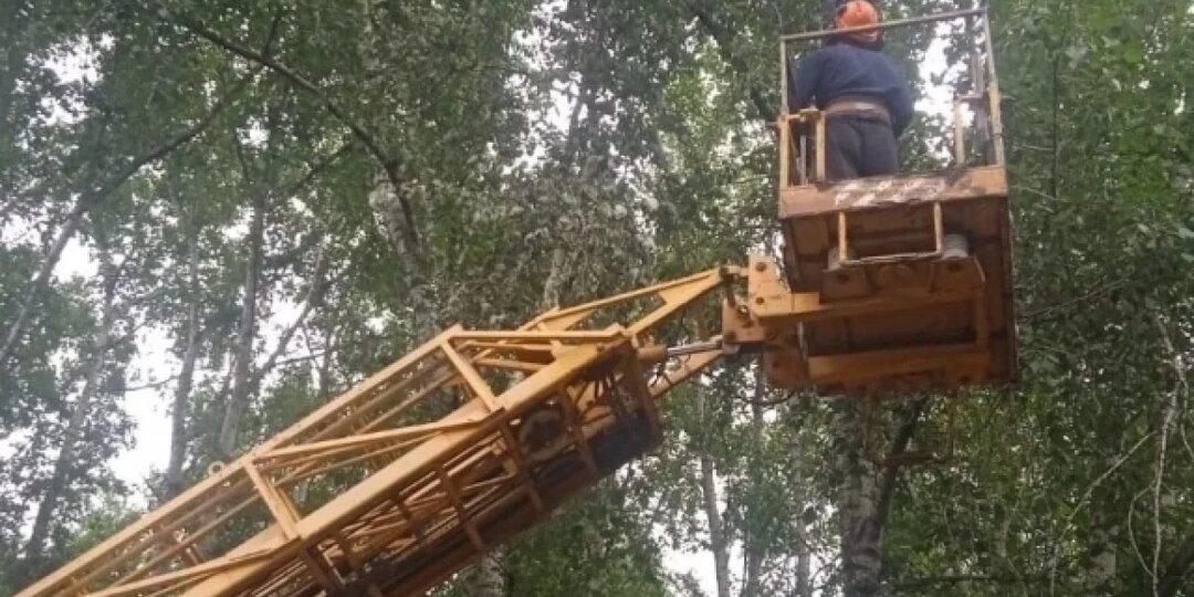 В Кирове ищут подрядчика для вырубки аварийных деревьев за 61,8 млн рублей