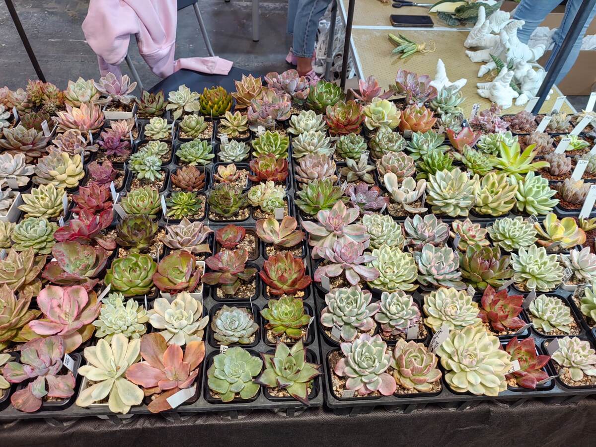 Эхеверии 2025г.