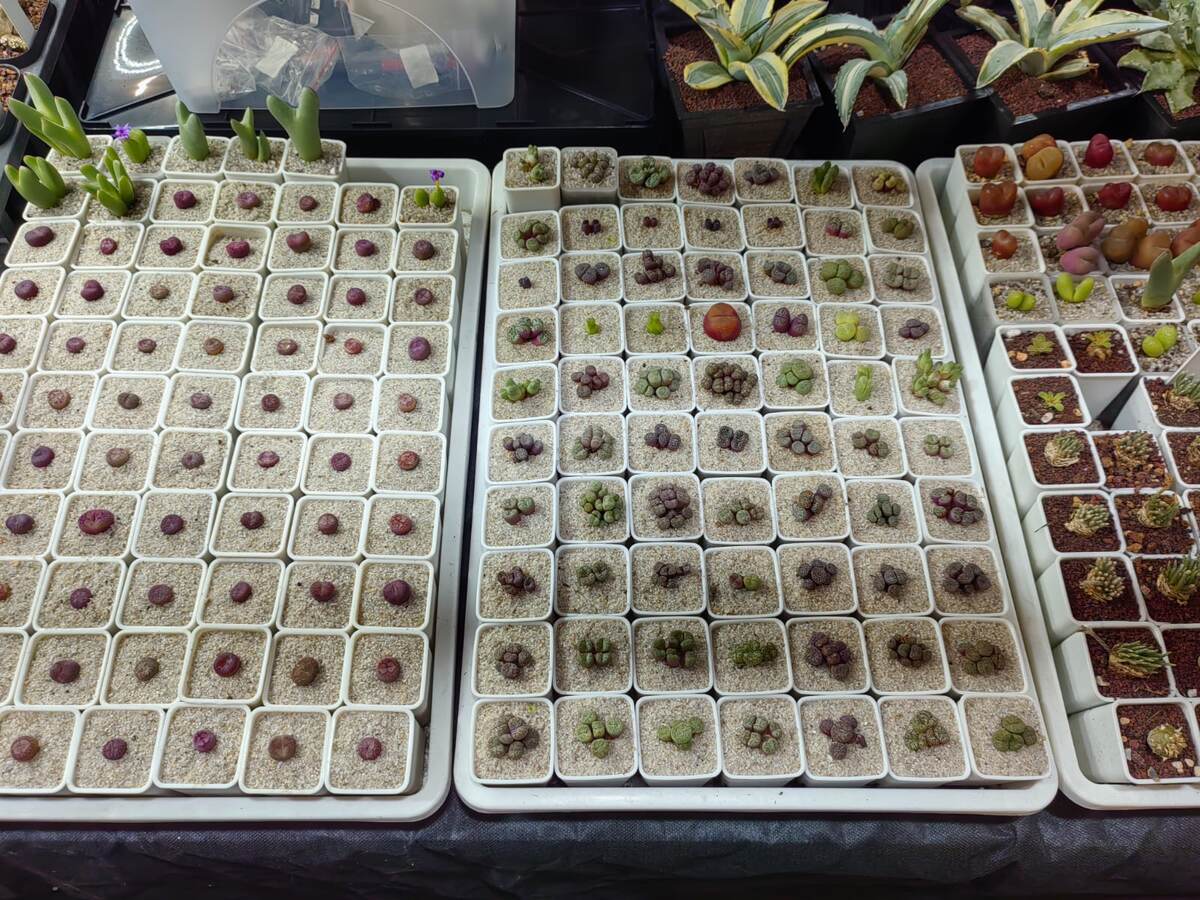 Живые камни в кварцевом песке.