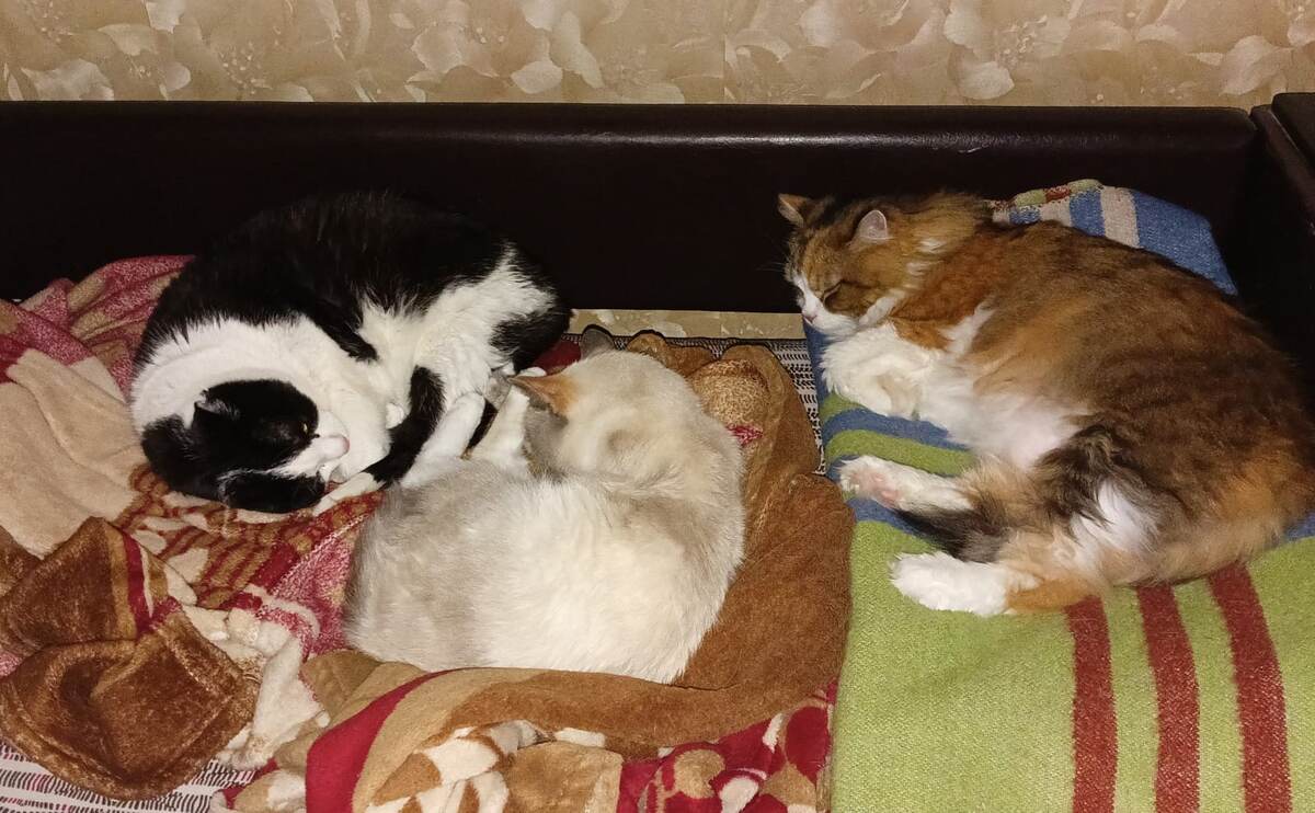 Муся с друзьями