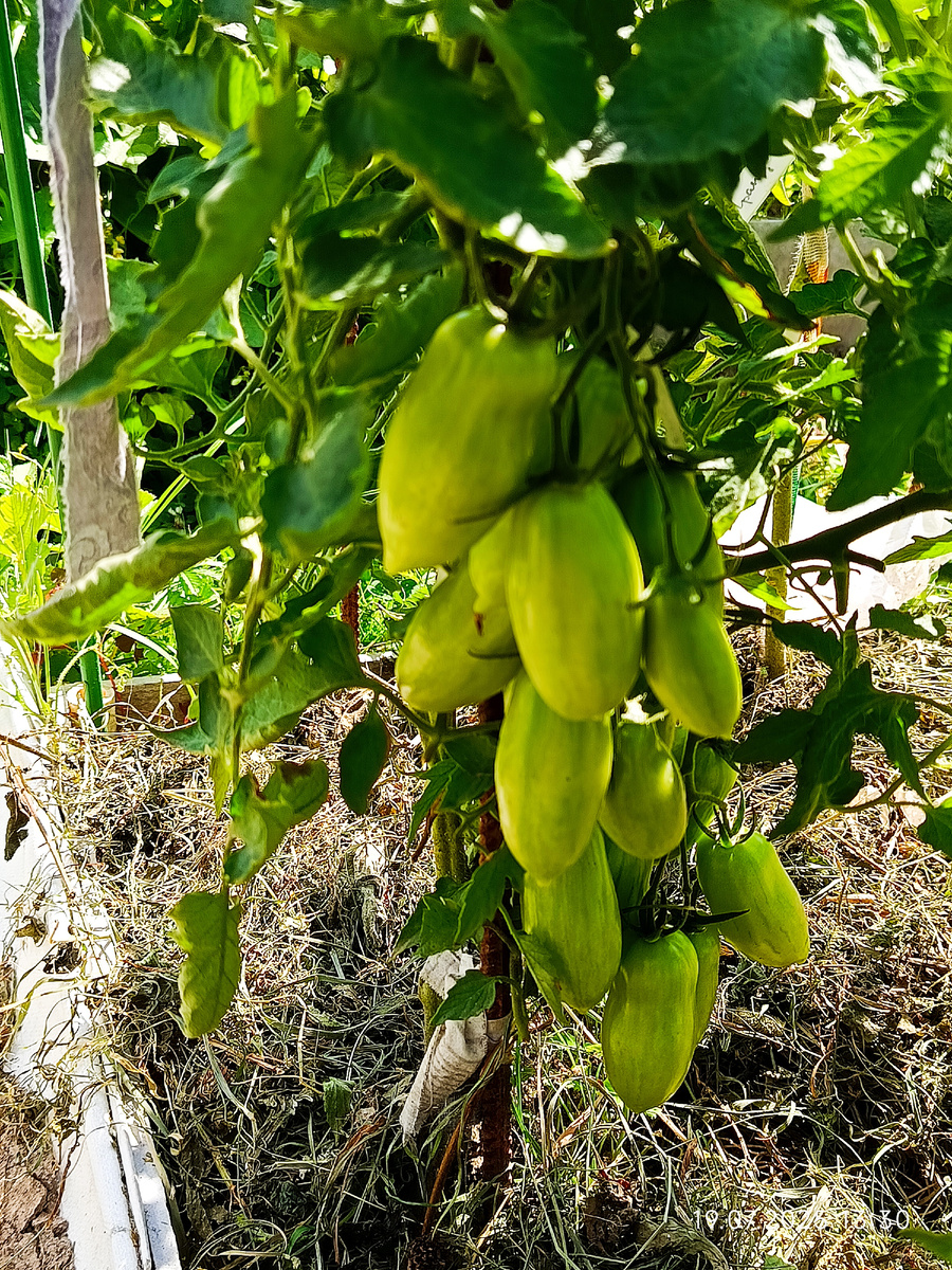 высота куста 50-60 см, фото 19 июля