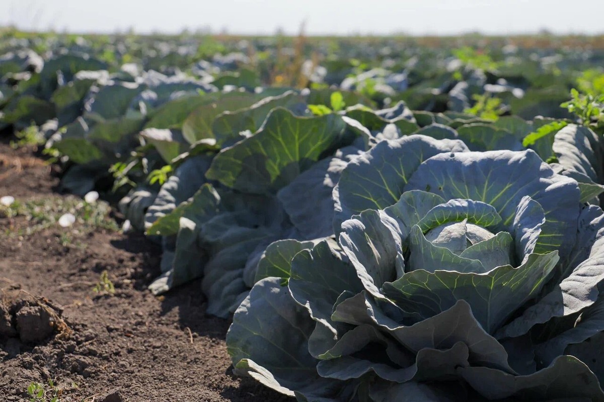    Фото: ТРК «Таврия»