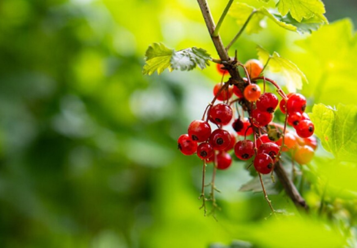    Комплекс процедур для каждой культуры проводят по индивидуальному графику.