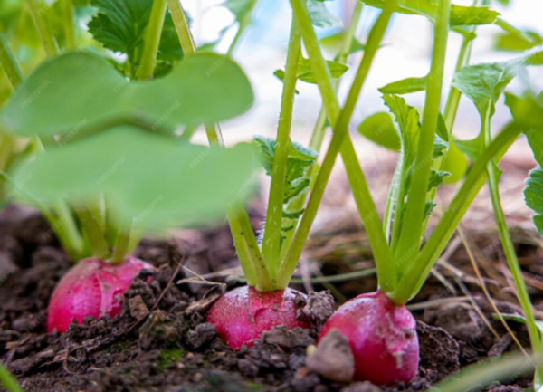 Урожай второй волны: садоводам подсказали, чем занять опустевшие грядки  📷
