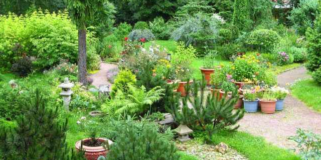 Хвойные растения не только полезны, но и очень красивы