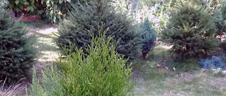 Наши елочки из леса