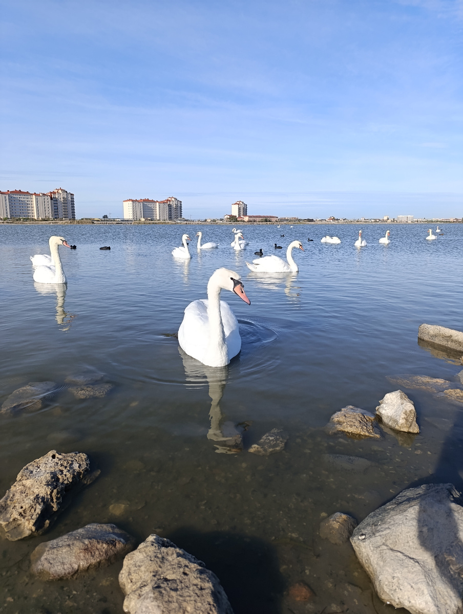 Лебединое озеро.