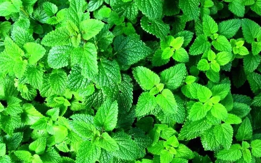 Мята — не просто аромат в чайнике. Это природный фармацевт, который лечит голову, желудок, сердце и душу — и вы об этом даже не подозревали