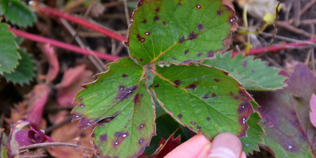 Пятна долой. Почему появляется бурая пятнистость на листьях Клубники и как с ней бороться