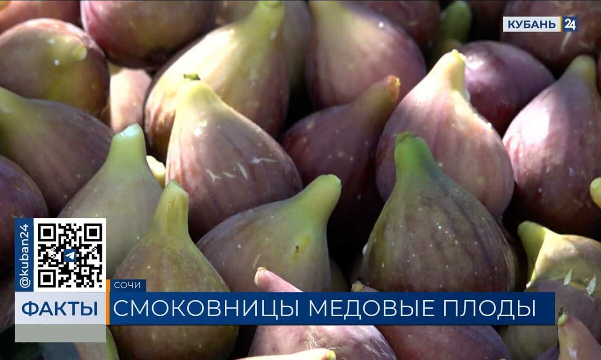    Видео канала «Кубань 24»