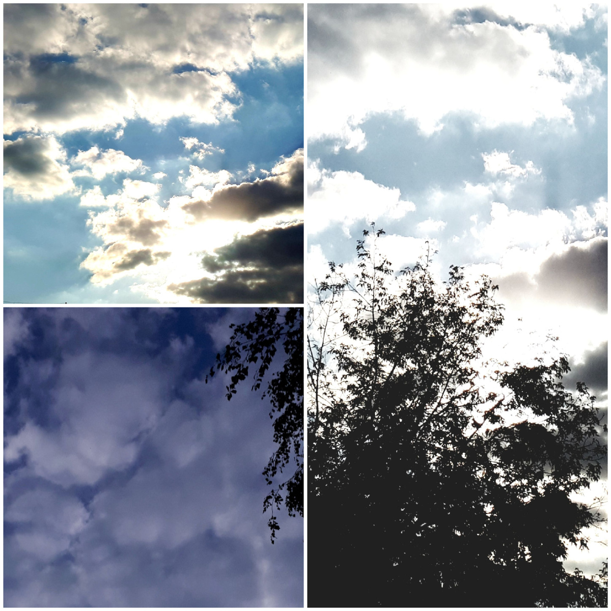 Коллаж автора 12.09.2025г.