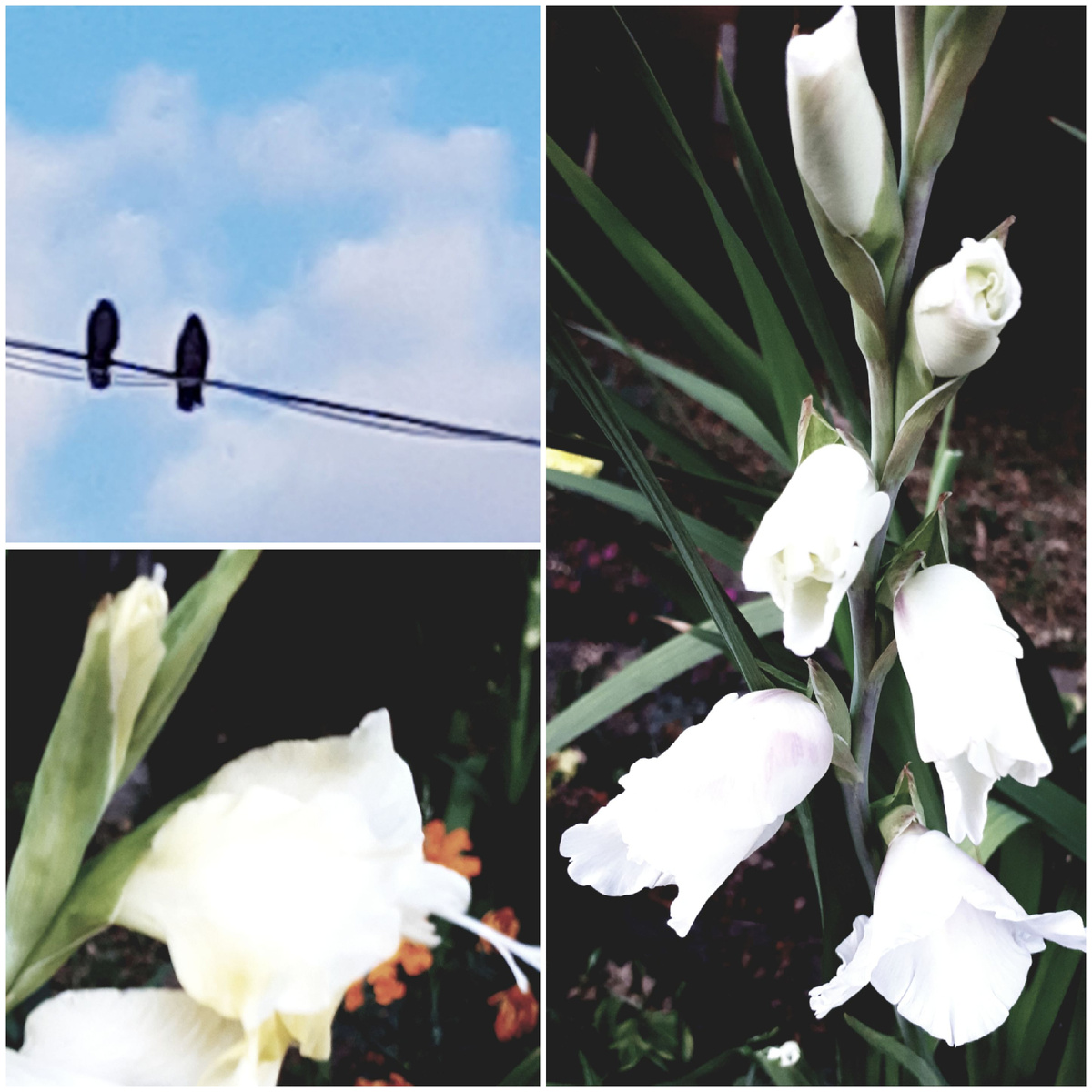 Коллаж автора 12.09.2025г.