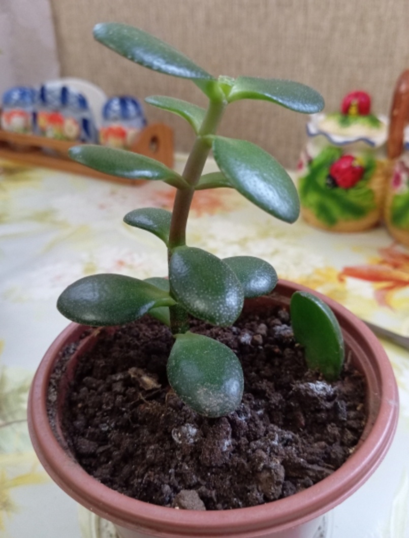 Вот такая была:) 