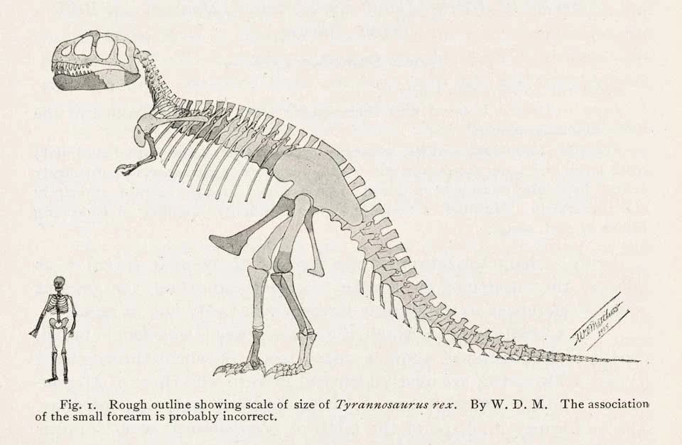 Первая прорисовка скелета тираннозавра, тёмным отмечены известные элементы; рисунок Уильяма Мэтью, 1905 год