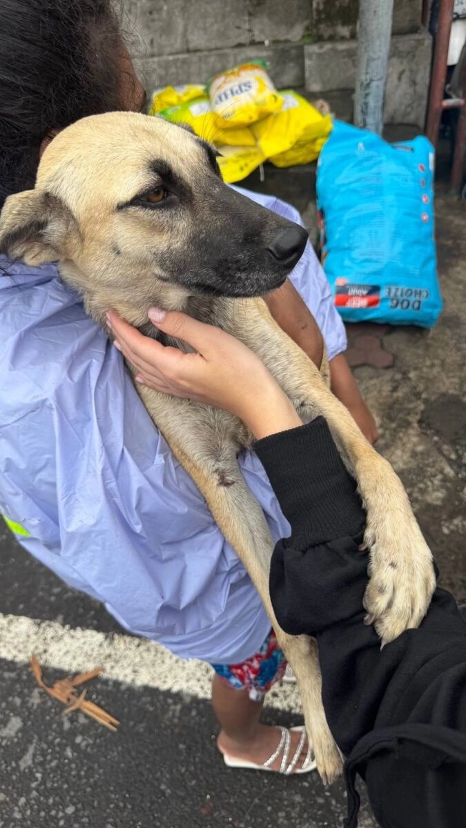    Разрушен известный на Бали приют для собак. Фото: Соцсети