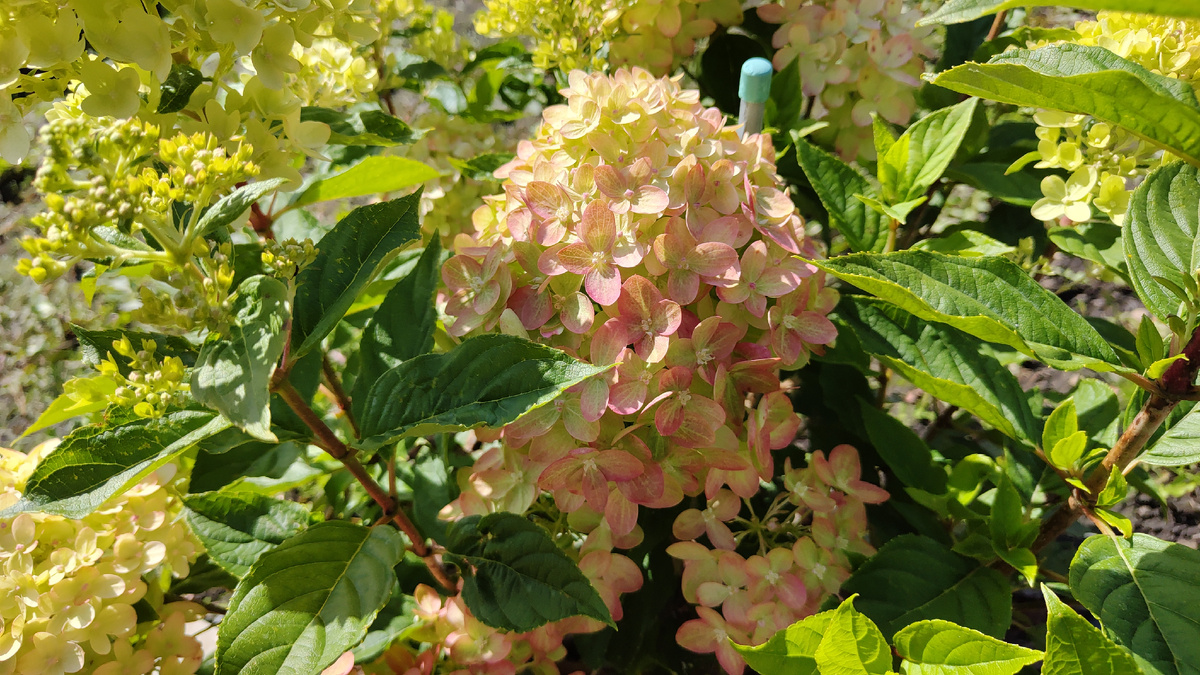 Гортензия литл лайм