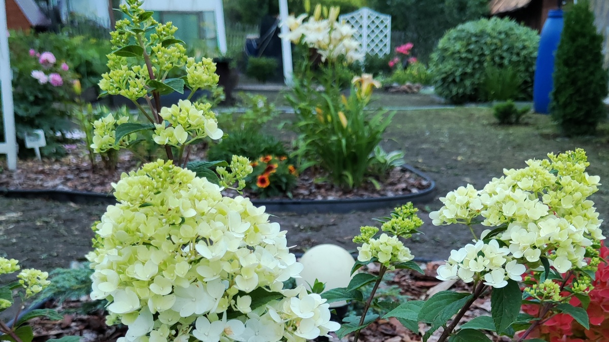 Метельчатая гортензия