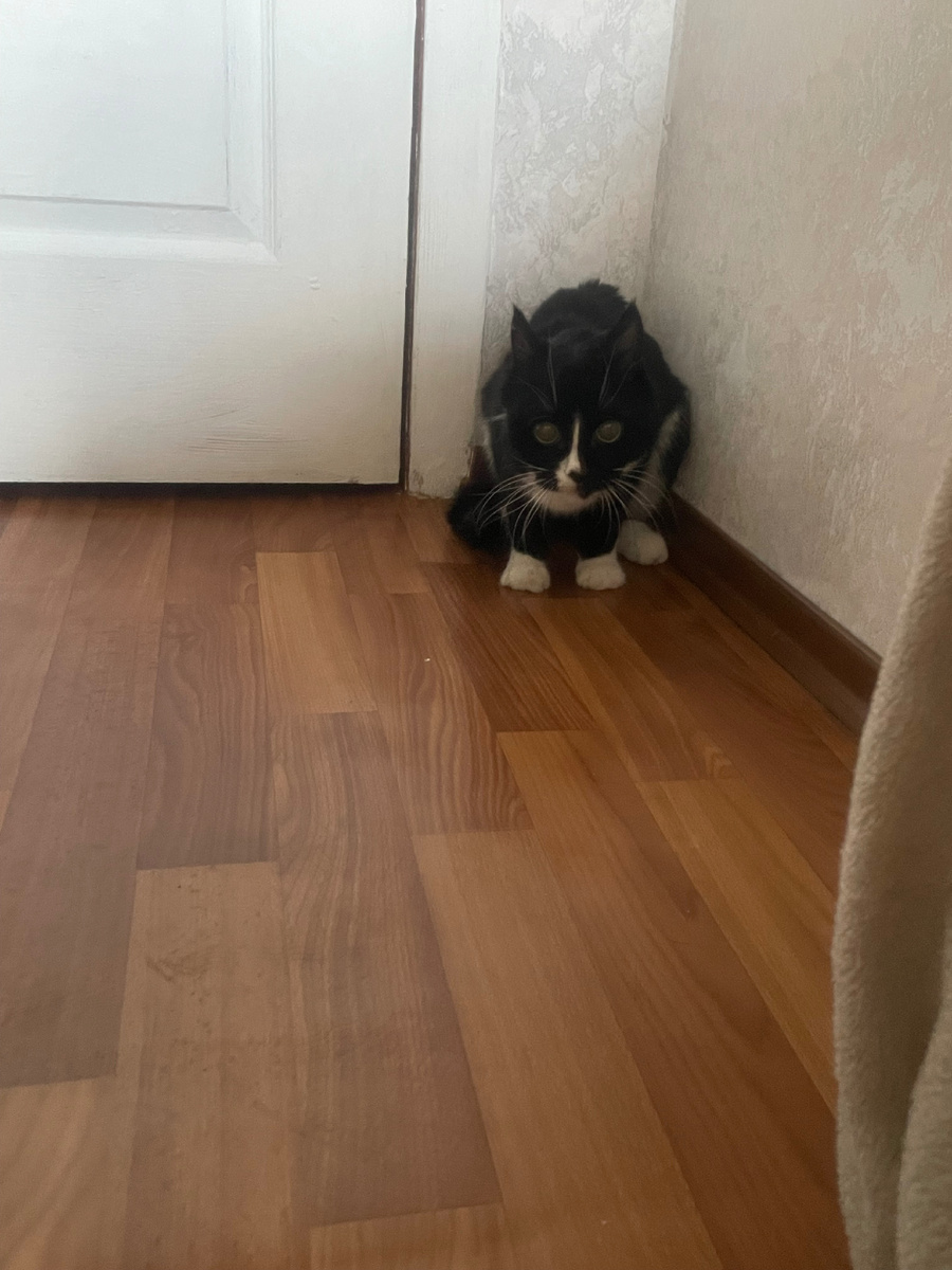 Барсик до лечения 