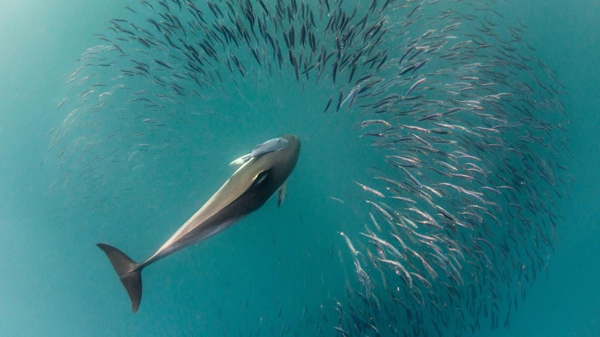    В мире существует 36 видов дельфинов, но не все они находятся в безопасности.