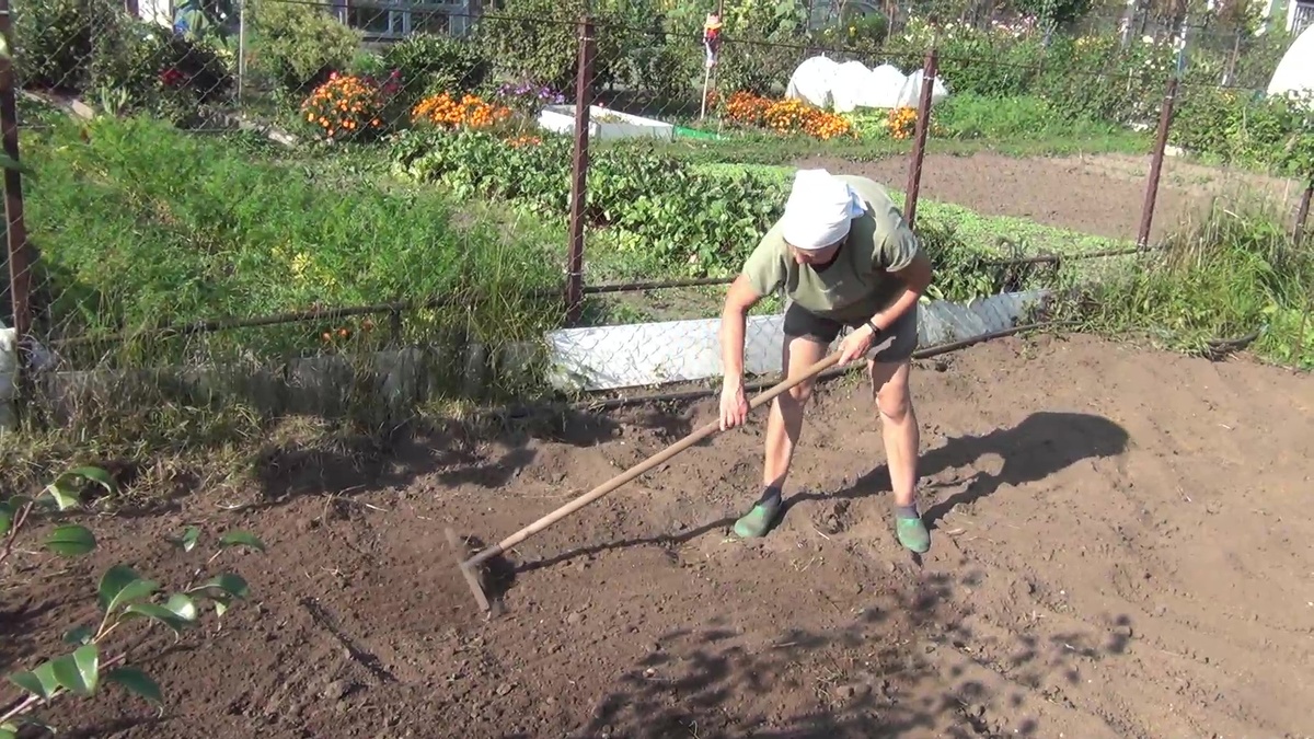 Заглубляем сидераты