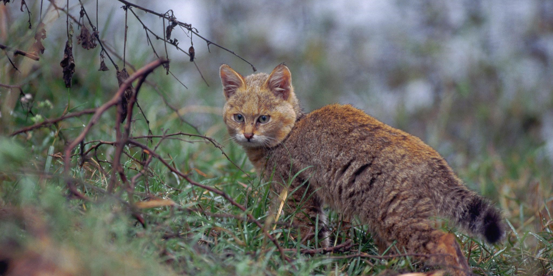 Эколог рассказал, как спасают редких диких котов в Дагестане