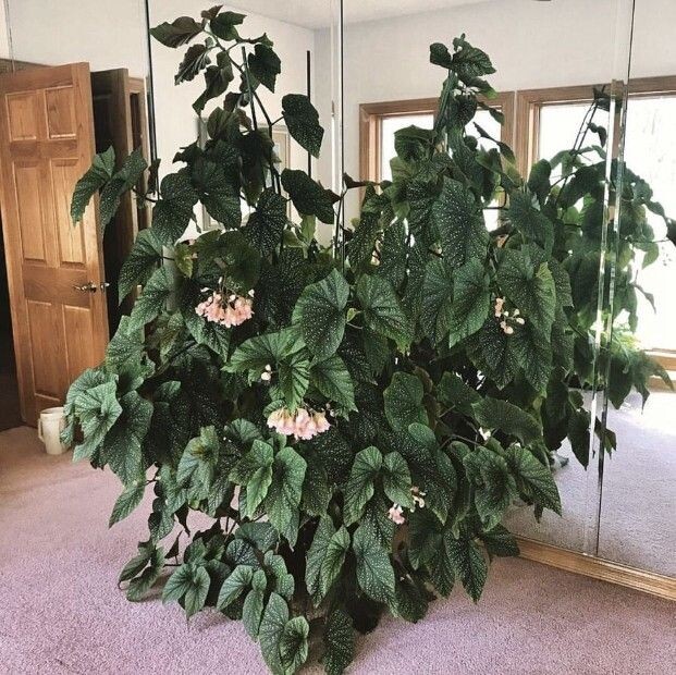 Бегония пятнистая или Макулата. Источник фото Pinterest